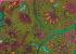 KALAMKARI PRINTED COTTON SAREE